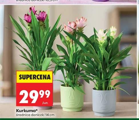 Kurkuma