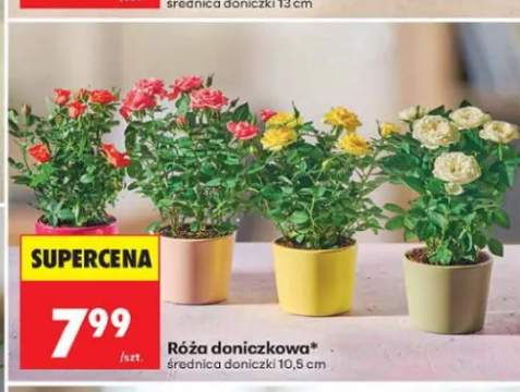 Róża doniczkowa średnica doniczki 10,5 cm