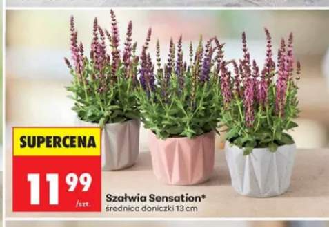 Szałwia Sensation średnica doniczki 13 cm