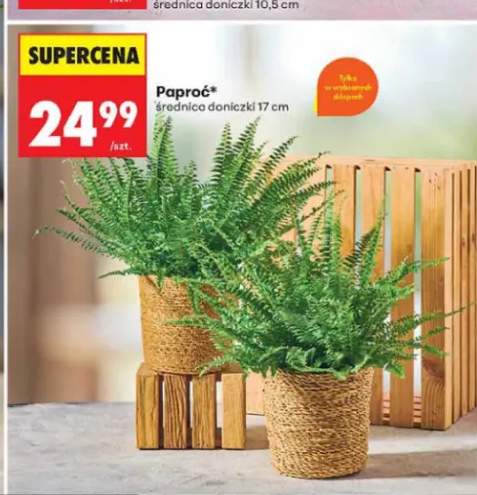 Paproć średnica doniczki 17 cm