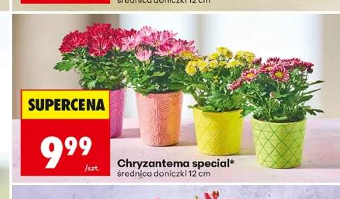 Chryzantema special