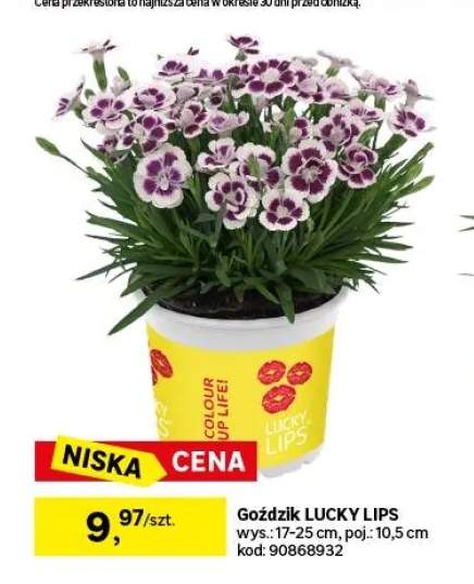 goździki