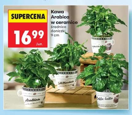 Kawa Arabica w ceramice