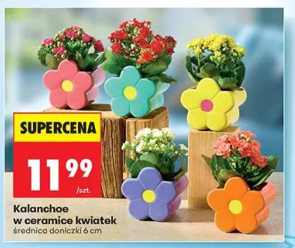 Kalanchoe w ceramice kwiatek