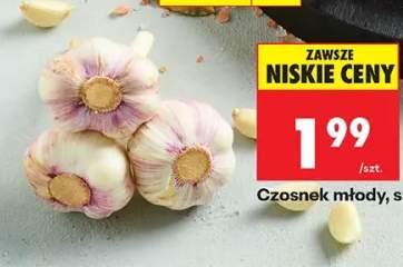 Czosnek młody