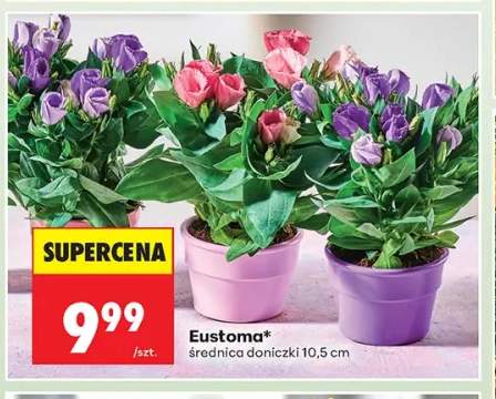 Eustoma