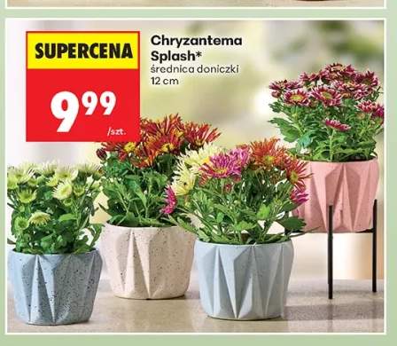 Chryzantema Splash