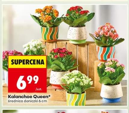 Kalanchoe Queen