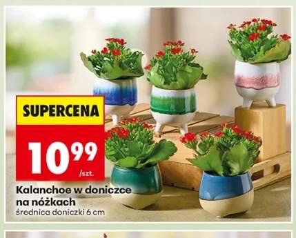 Kalanchoe w doniczce na nóżkach