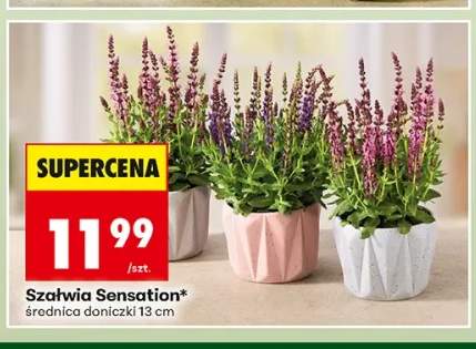 Szałwia Sensation