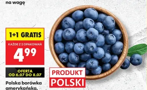 Borówka amerykańska polska