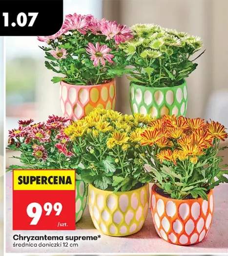 Chryzantema supreme
