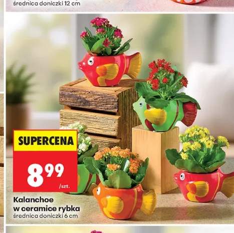 Kalanchoe w ceramice rybka