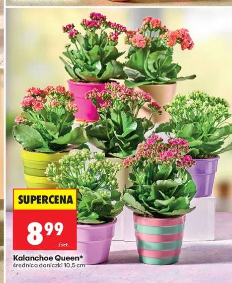 Kalanchoe Queen