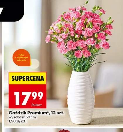 Goździk Premium 12-pak