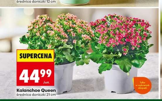 Kalanchoe Queen