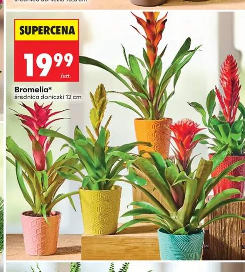 Bromelia