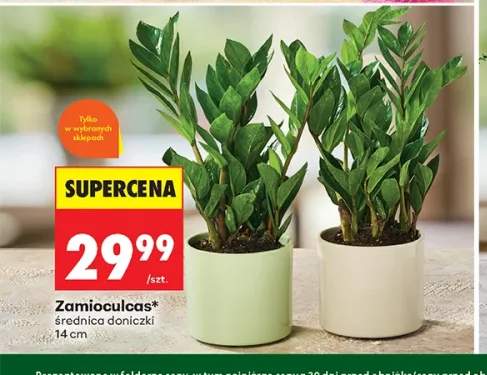 Zamioculcas