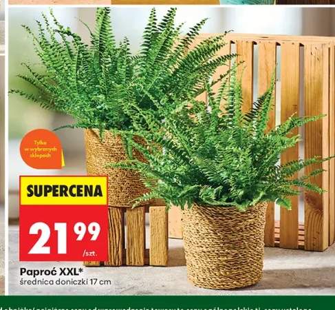 Paproć XXL