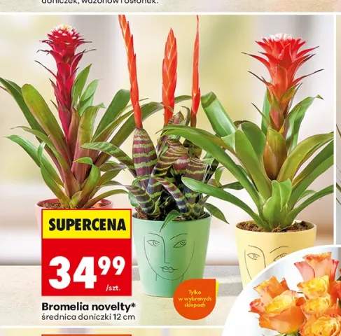 Bromelia novelty