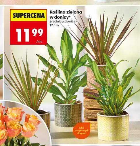 Roślina zielona w donicy
