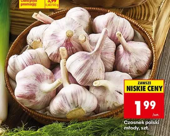 Czosnek polski młody