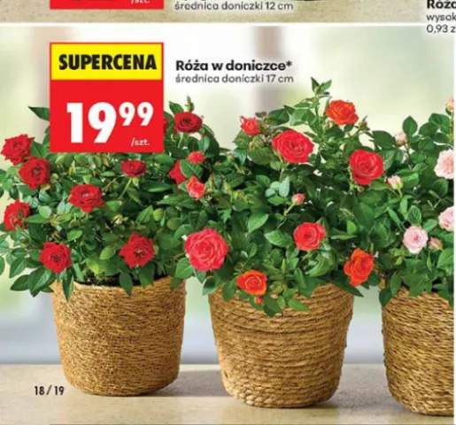 Róża w doniczce