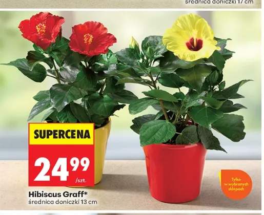 Hibiscus Graff średnica doniczki 13 cm
