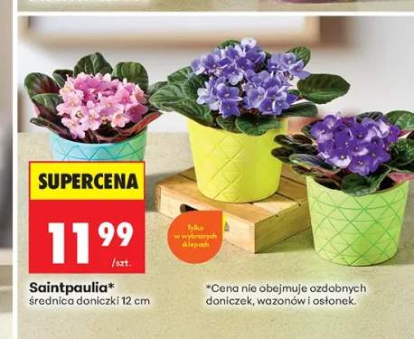 Saintpaulia średnica doniczki 12 cm