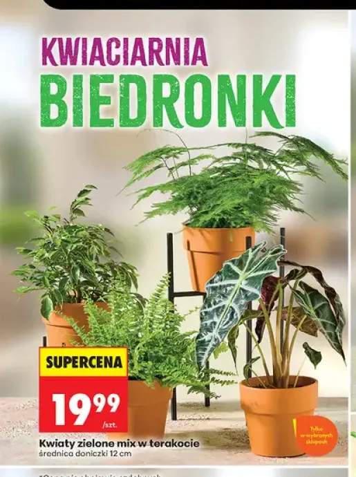 Kwiaty zielone mix w terakocie