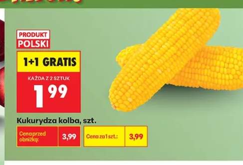 Kukurydza kolba polska