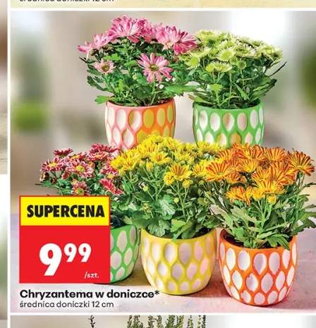 Chryzantema w doniczce