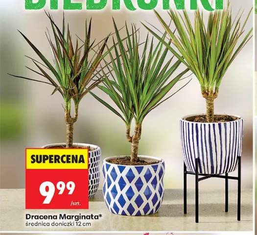 Dracena Marginata