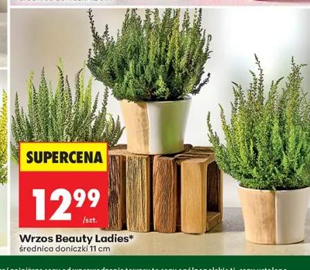 Wrzos Beauty Ladies