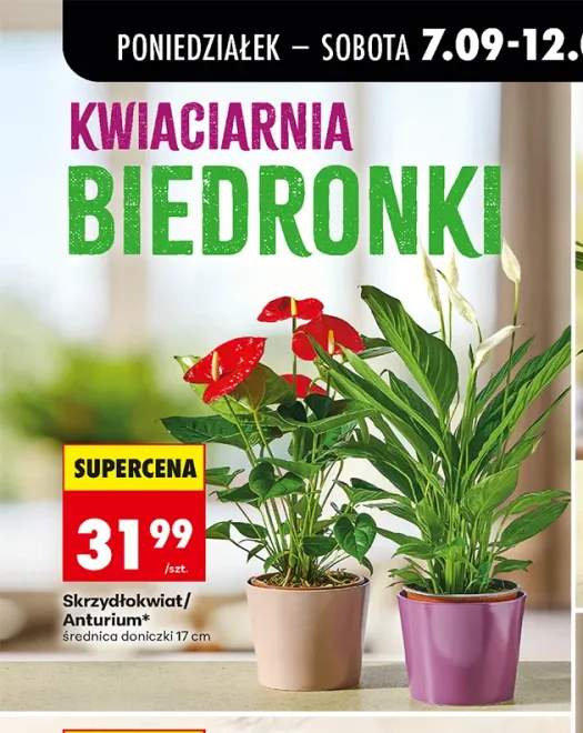 Skrzydłokwiat średnica doniczki 17 cm +1 wariant