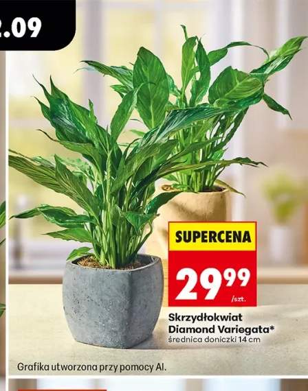 Skrzydłokwiat Diamond Variegata średnica doniczki 14 cm