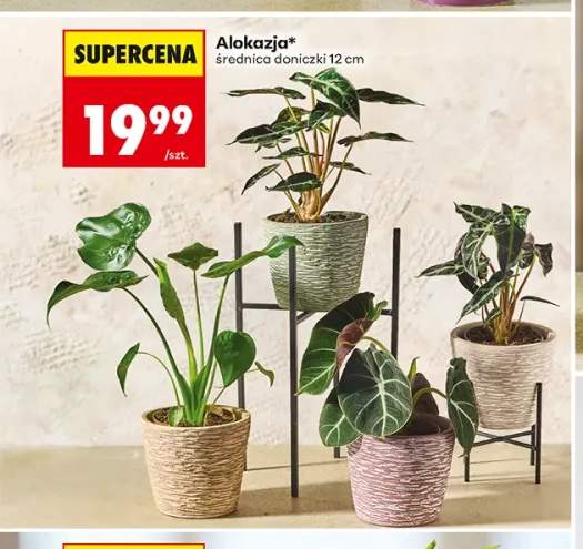 Alokazja średnica doniczki 12 cm