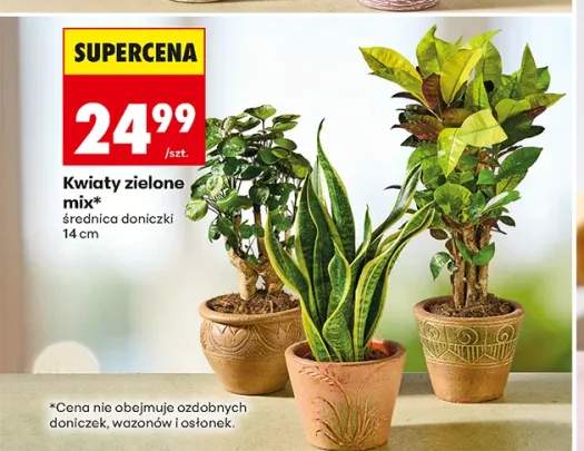 Kwiaty zielone mix średnica doniczki 14 cm