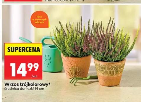 Wrzos trójkolorowy