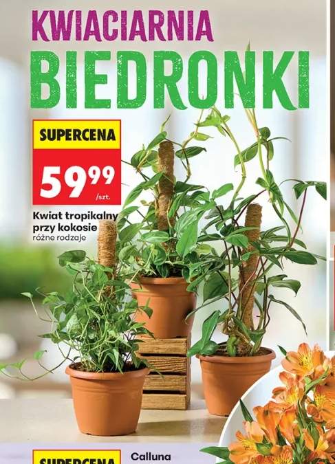 Kwiat tropikalny przy kokosie