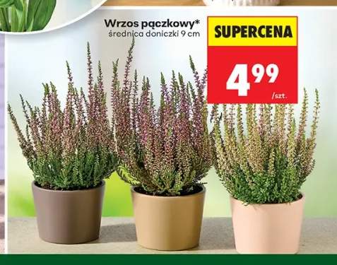 Wrzos pączkowy