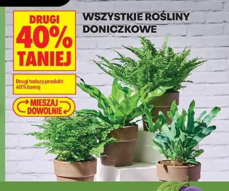Rośliny doniczkowe