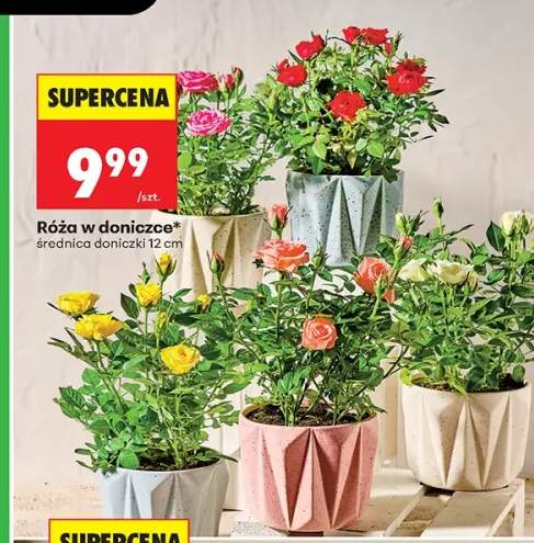 Róża w doniczce