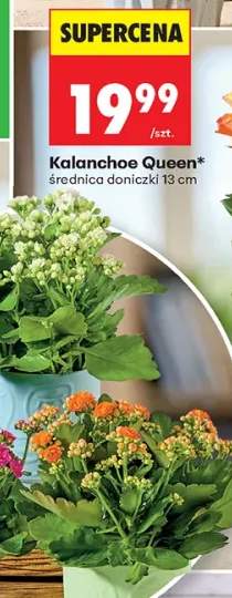 Kalanchoe Queen