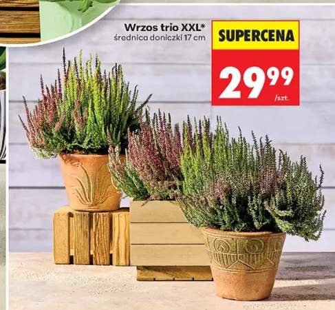 Wrzos trio Xxl