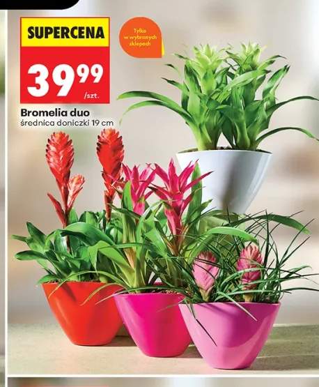 Bromelia duo