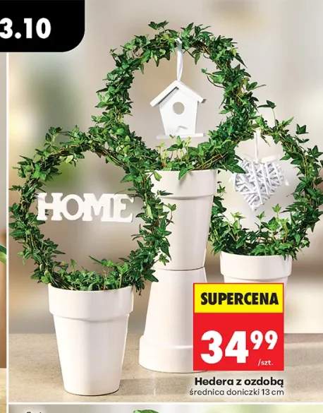 Hedera z ozdobą