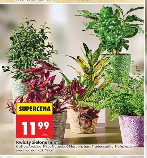 Kwiaty zielone Coffea Arabica +4 warianty
