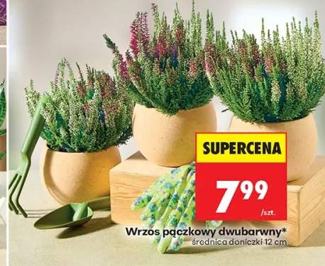Wrzos pączkowy dwubarwny