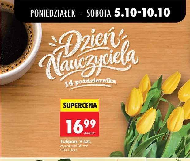 Tulipan 9 szt.